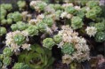 /album/galerie-kytek1/rhodiola-primuloides-jpg/